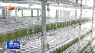 拱棚土豆种植技术视频_视频土豆拱棚种植技术教程_土豆小拱棚十地膜种植技术
