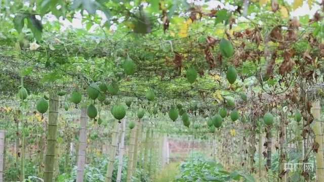 湖南衡阳：荒山种瓜蒌 结出“致富籽”