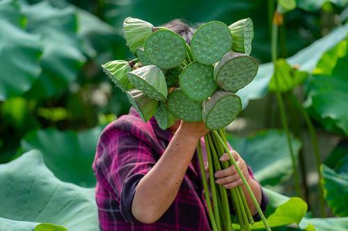 藕莲子种植技术视频_莲子藕的种植技术_藕莲子怎么种植