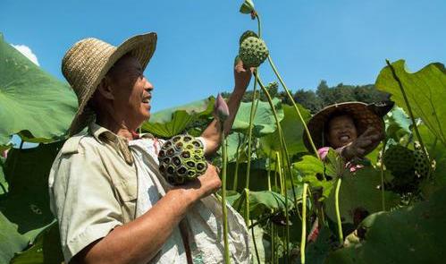 藕莲子怎么种植_藕莲子种植技术视频_莲子藕的种植技术