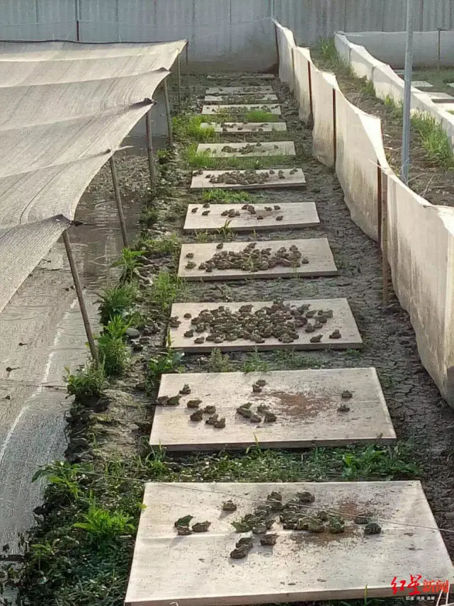 四川养蟾蜍基地致富经_四川养蟾蜍基地致富经_四川养蟾蜍基地致富经