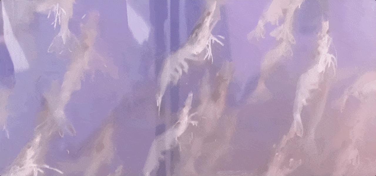 海水龙虾养殖技术小结_海水小龙虾养殖技术_海水龙虾养殖技术小知识
