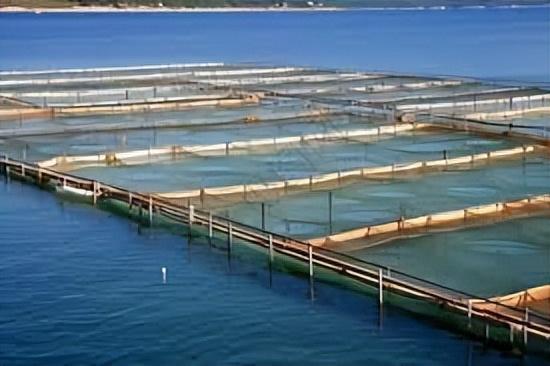 海水龙虾养殖技术小结_海水龙虾养殖技术小知识_海水小龙虾养殖技术