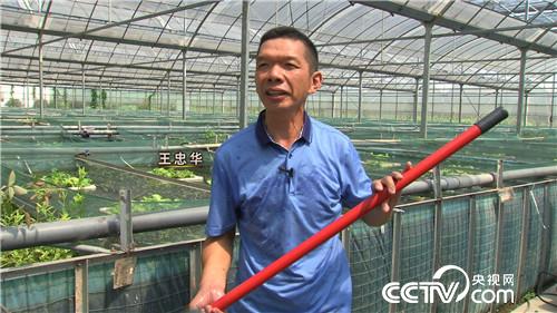 致富经：痴汉两招 破解黄鳝财富密码 8月10日
