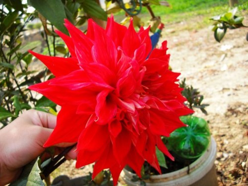 花卉种植技术视频_花贲种植技术_种植花教程视频