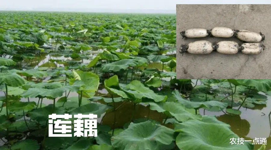 藕莲子种植技术和管理_藕莲子种植技术要点_莲子藕的种植技术