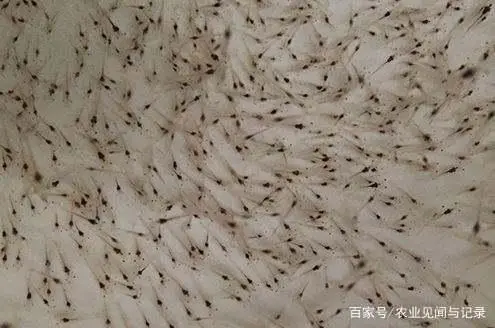 南美白对虾的选苗与放苗技术