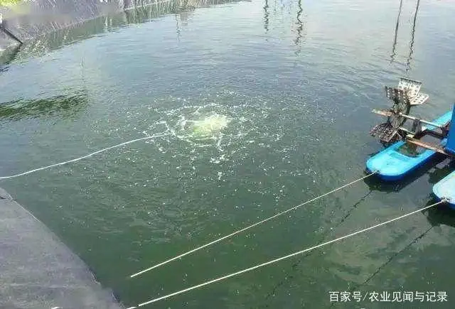 小于对虾养殖技术_养殖小于对虾技术怎么办_小于养虾经验