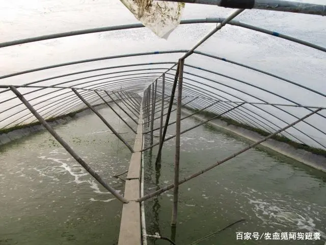 小于对虾养殖技术_小于养虾经验_养殖小于对虾技术怎么办