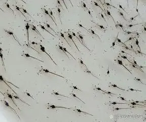 小于养虾经验_小于对虾养殖技术_养殖小于对虾技术怎么办