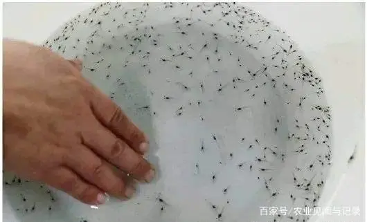 小于养虾经验_养殖小于对虾技术怎么办_小于对虾养殖技术