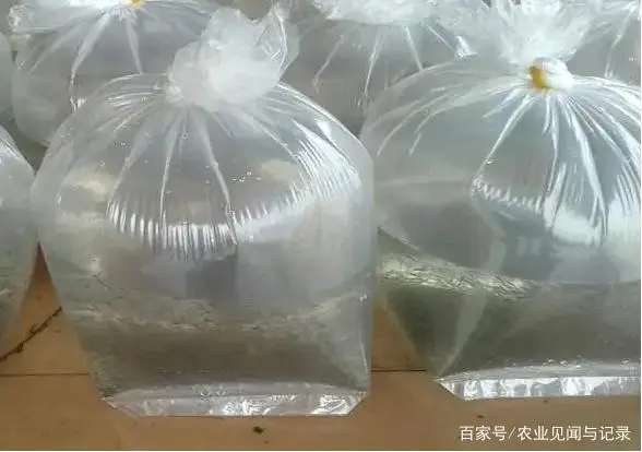 小于养虾经验_养殖小于对虾技术怎么办_小于对虾养殖技术