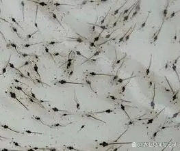 小于对虾养殖技术_养殖小于对虾技术怎么办_小于养虾经验