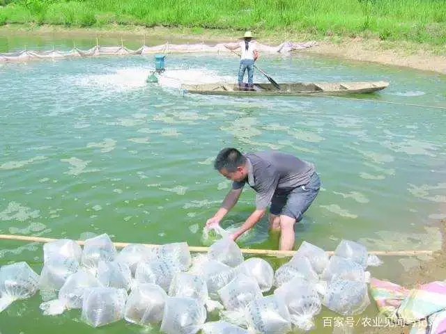 养殖小于对虾技术怎么办_小于对虾养殖技术_小于养虾经验