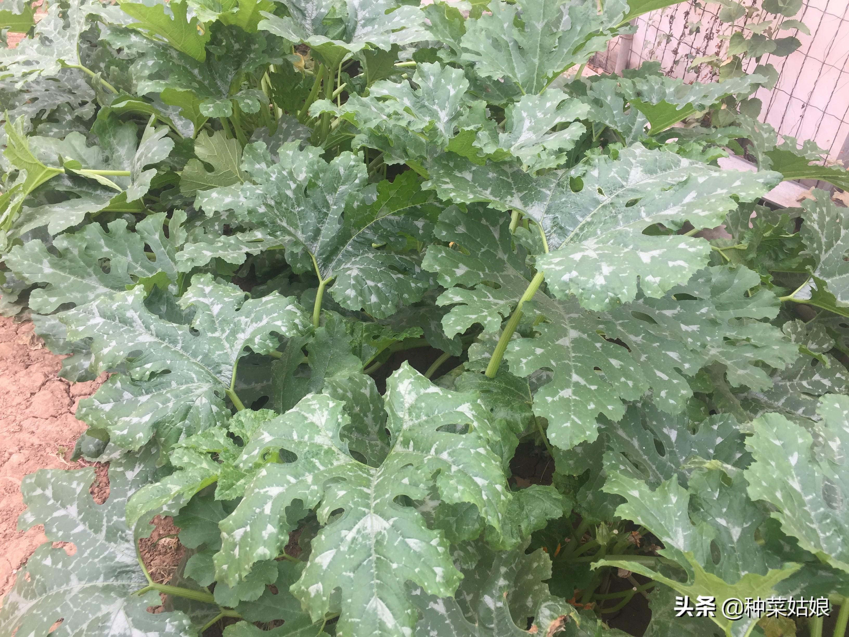 农广天地葫芦种植视频_葫芦种植基地_农广天地葫芦种植技术