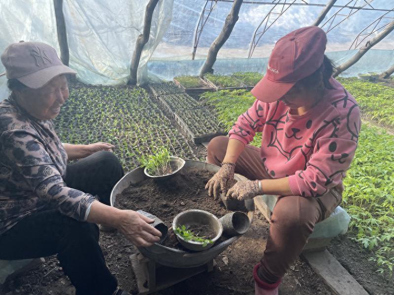 温棚黄瓜种植技术视频_温室大棚黄瓜种植技术视频_黄瓜种植视频大棚