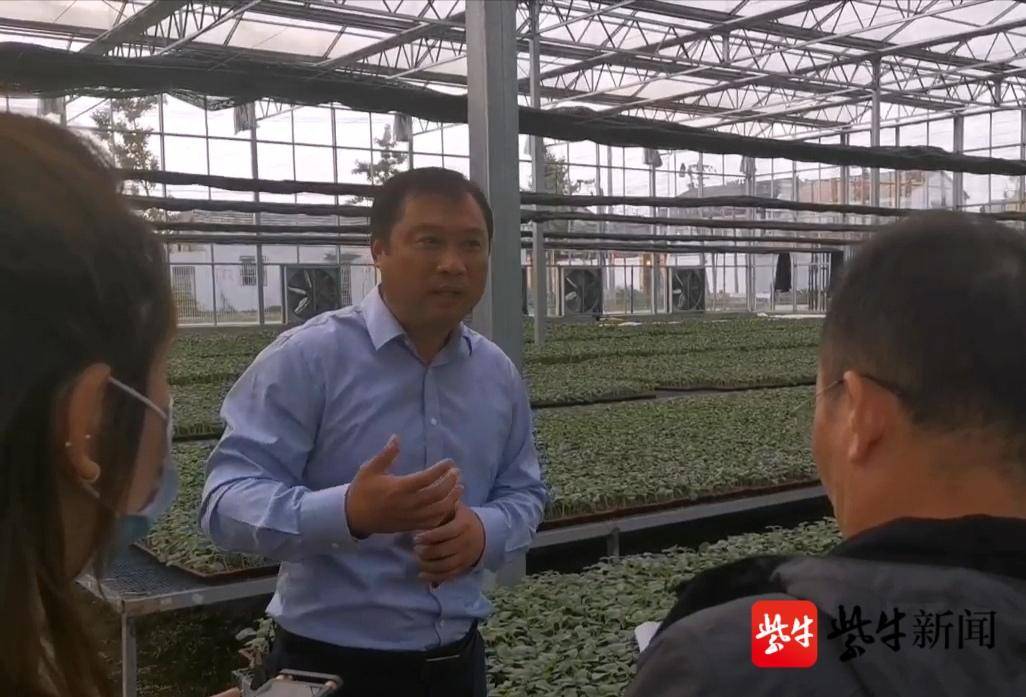 黄瓜大棚育苗方法视频_温室大棚黄瓜种植技术视频_温棚黄瓜种植技术视频