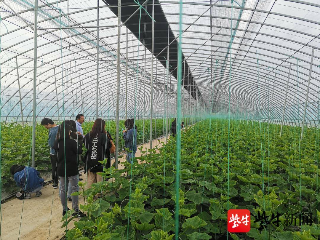 温室大棚黄瓜种植技术视频_温棚黄瓜种植技术视频_黄瓜大棚育苗方法视频