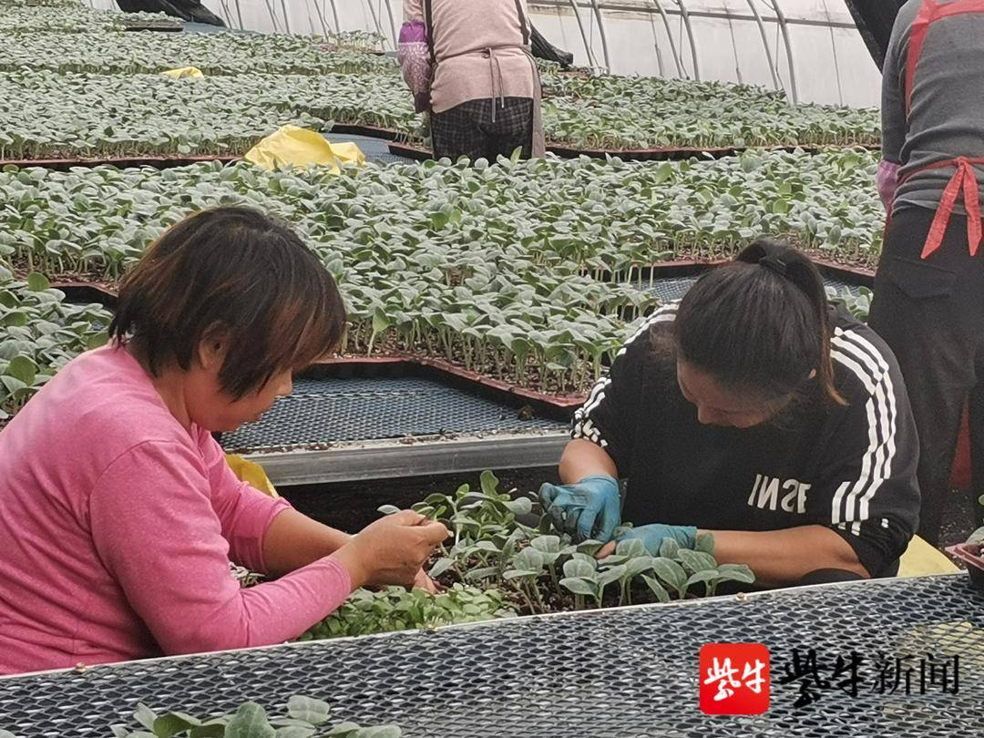 黄瓜大棚育苗方法视频_温室大棚黄瓜种植技术视频_温棚黄瓜种植技术视频