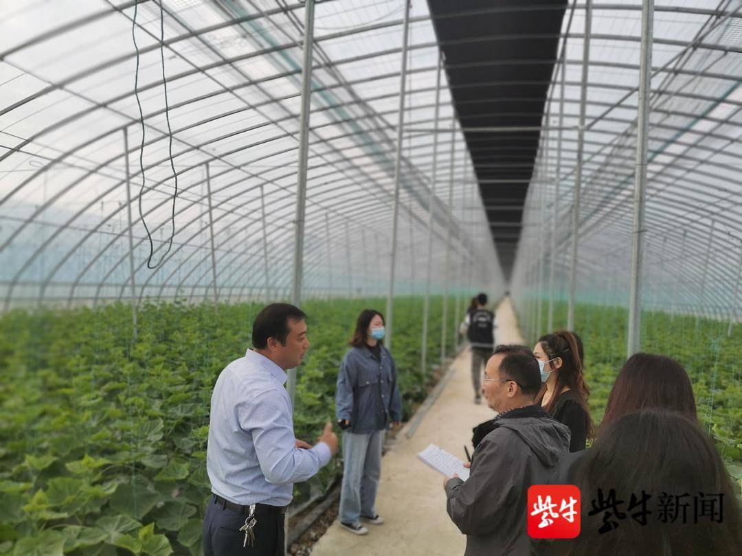温室大棚黄瓜种植技术视频_温棚黄瓜种植技术视频_黄瓜大棚育苗方法视频