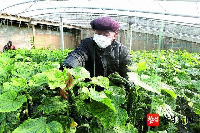 温棚黄瓜种植技术视频_黄瓜大棚育苗方法视频_温室大棚黄瓜种植技术视频