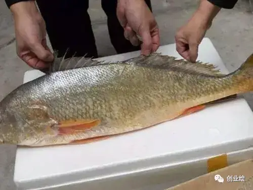 豚鼠养殖视频科技苑_养殖豚鼠的前景_致富经豚鼠养殖视频