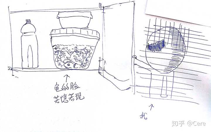 致富养殖草龟图片_致富养殖草龟怎么样_养殖草龟致富