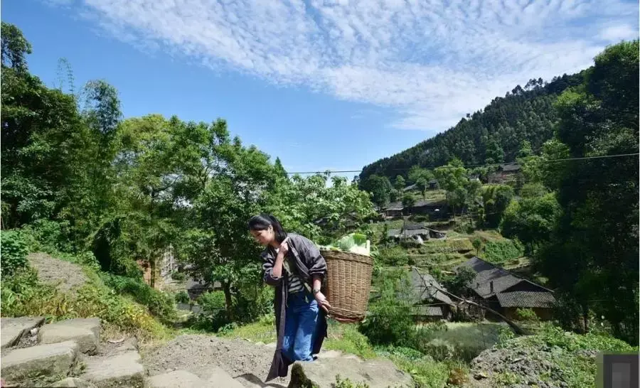 央视豪猪养殖致富_致富养殖央视豪猪视频_2020年最火的养殖豪猪