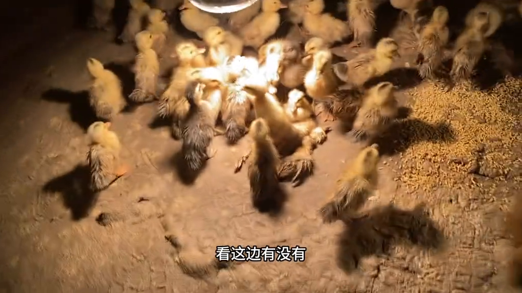 致富经蚯蚓养鸡视频_养鸭吃蚯蚓致富经视频_蚯蚓养鸭收益