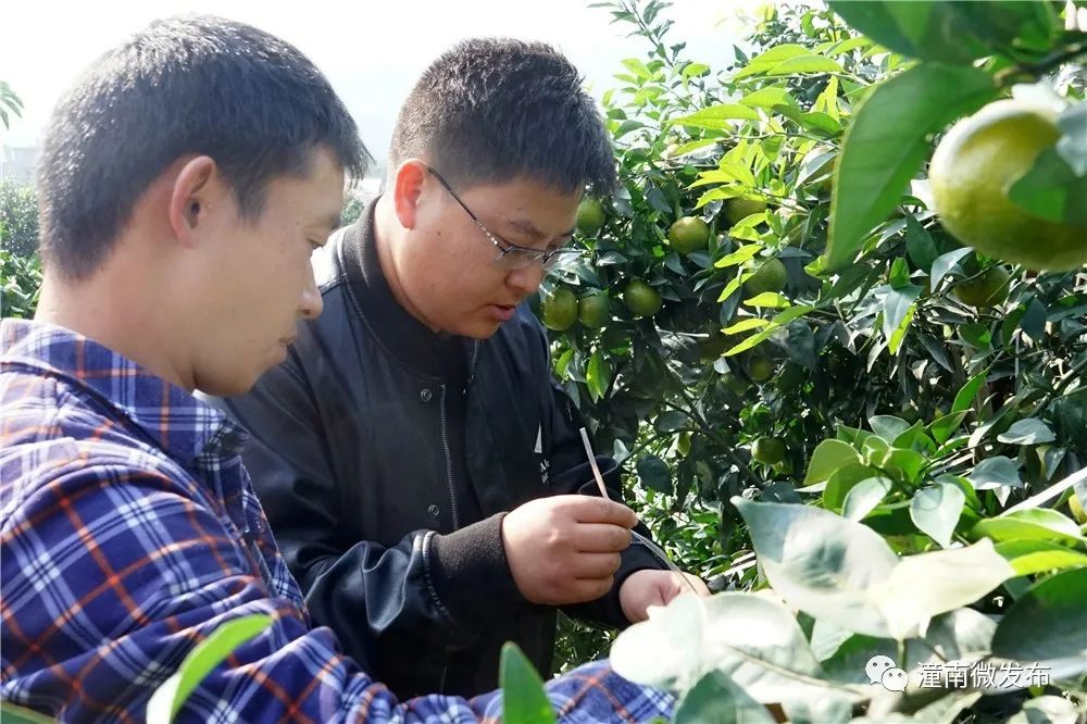 创业致富项目种植_致富种植创业项目名称_致富种植创业项目有哪些