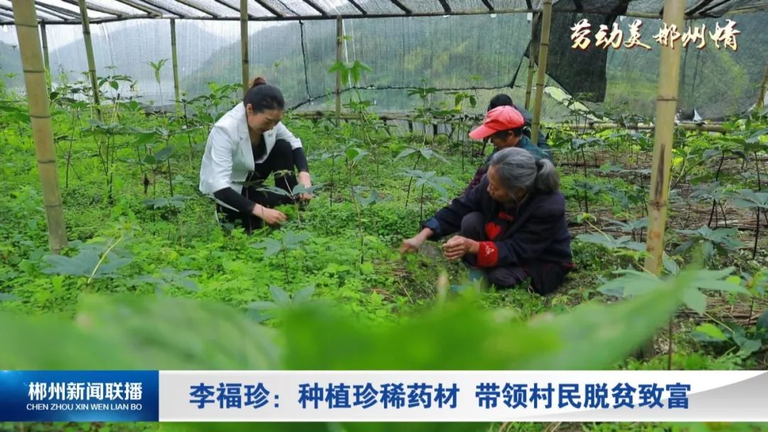 致富种植厚朴图片大全_厚朴植株_种植厚朴致富