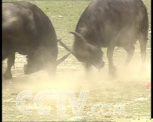 种着油菜 想着斗牛（2007.4.3）