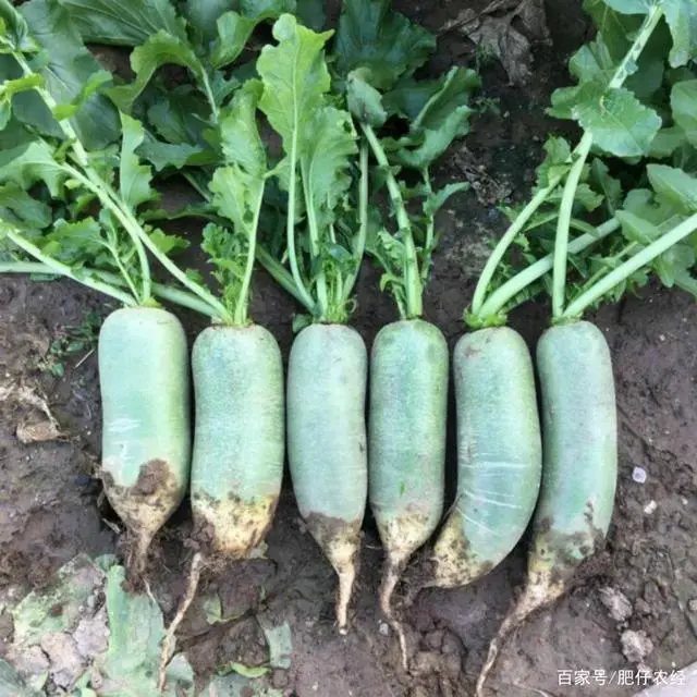 萝卜种植技术视频_萝卜栽培技术_广东农村萝卜种植技术
