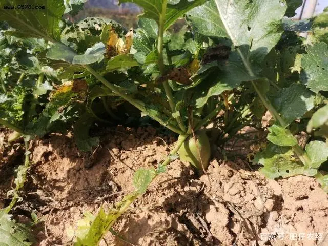 萝卜栽培技术_广东农村萝卜种植技术_萝卜种植技术视频