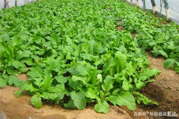 萝卜种植技术视频_广东农村萝卜种植技术_萝卜种植小技巧