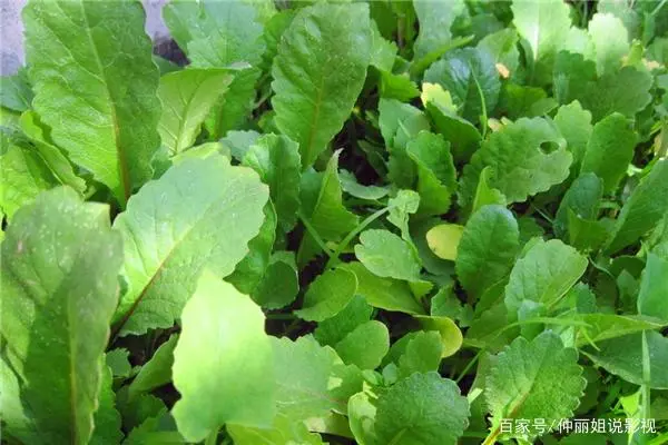 萝卜种植小技巧_萝卜种植技术视频_广东农村萝卜种植技术