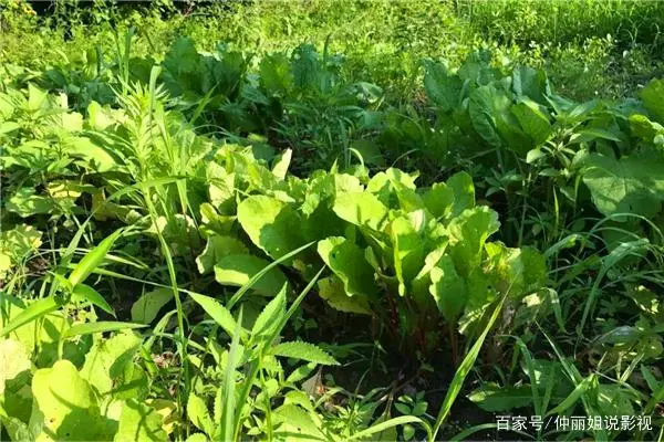萝卜种植小技巧_萝卜种植技术视频_广东农村萝卜种植技术