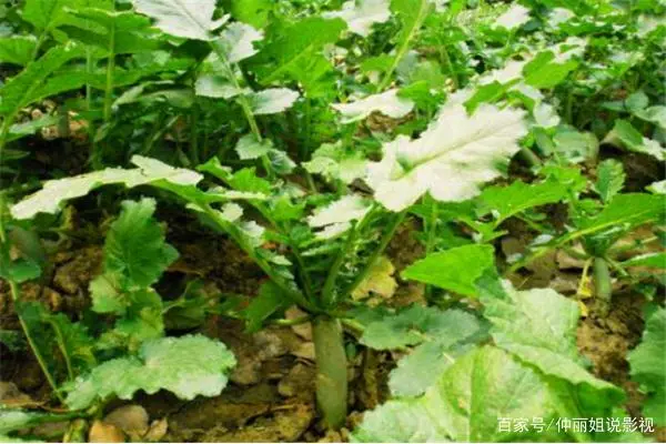 广东农村萝卜种植技术_萝卜种植小技巧_萝卜种植技术视频
