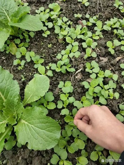 萝卜种植技术视频_萝卜栽培技术_广东农村萝卜种植技术