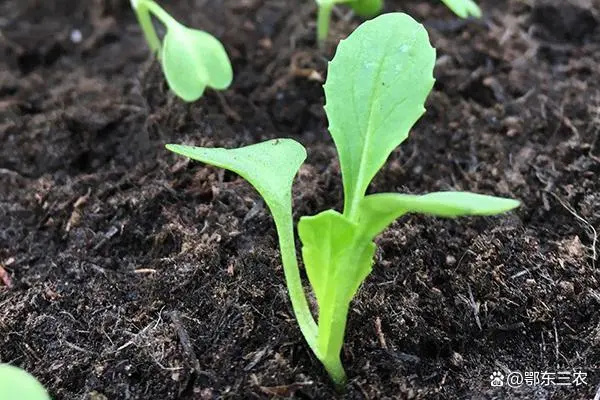 萝卜栽培技术_广东农村萝卜种植技术_萝卜种植技术视频
