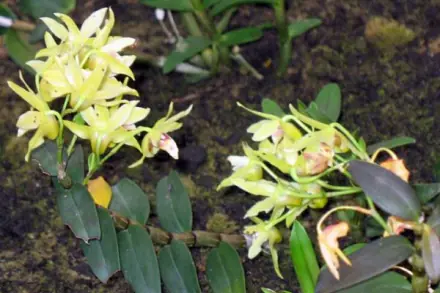 农村新技术 石斛种植_种植石斛视频_种植农村石斛技术新闻报道