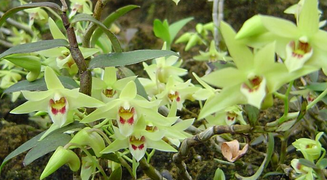 种植石斛视频_农村新技术 石斛种植_种植农村石斛技术新闻报道