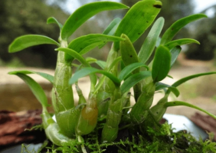 种植农村石斛技术新闻报道_农村新技术 石斛种植_种植石斛视频