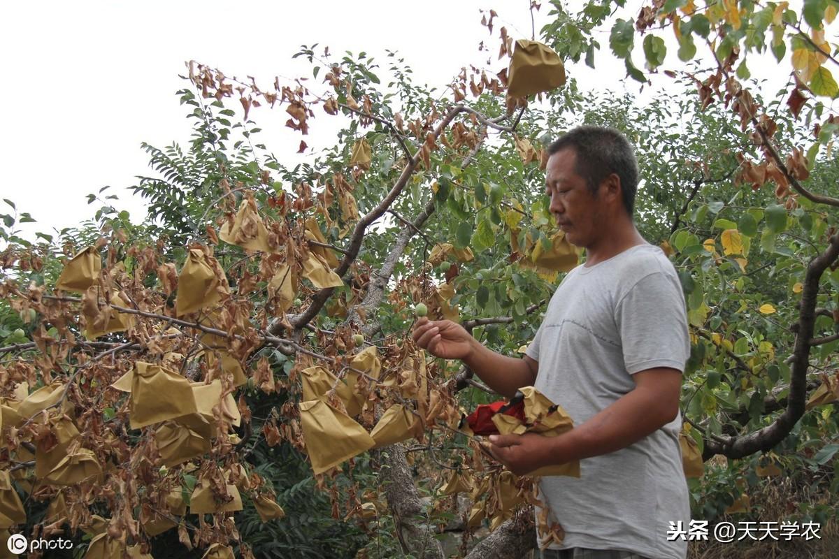 致富经萍果_致富经水果篇_致富经盆栽苹果