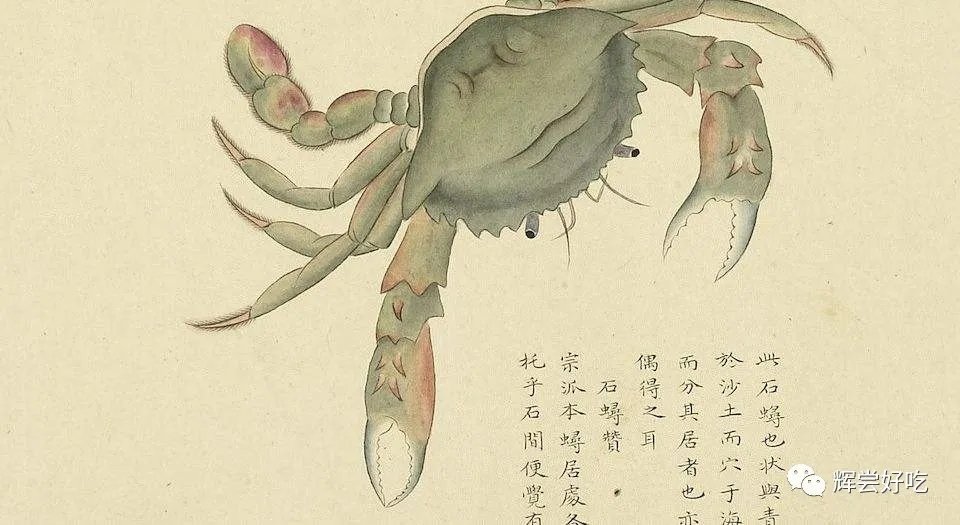 锯缘青蟹捕食_锯缘青蟹怎么做好吃_锯缘青蟹的养殖技术