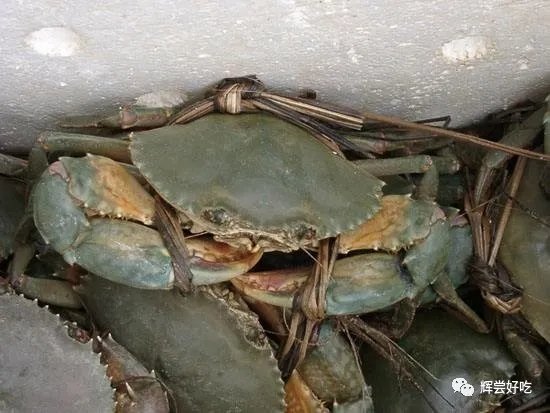 锯缘青蟹捕食_锯缘青蟹的养殖技术_锯缘青蟹怎么做好吃