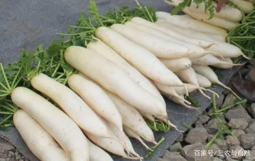 白萝卜从种植到收获，需要注意的细节与技巧有哪些