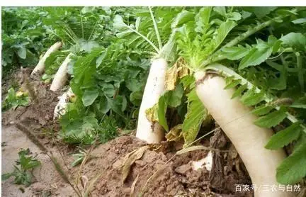 萝卜种植小技巧_广东农村萝卜种植技术_萝卜种植技术视频