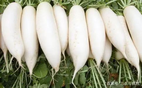 广东农村萝卜种植技术_萝卜种植小技巧_萝卜种植技术视频