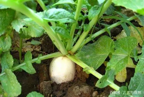萝卜种植技术视频_广东农村萝卜种植技术_萝卜种植小技巧